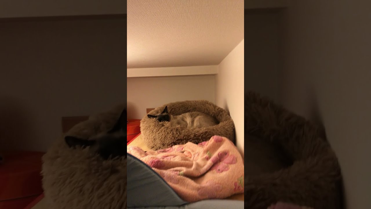 タンスの上ですやすやねんねのトンキニーズなのにゃ♪