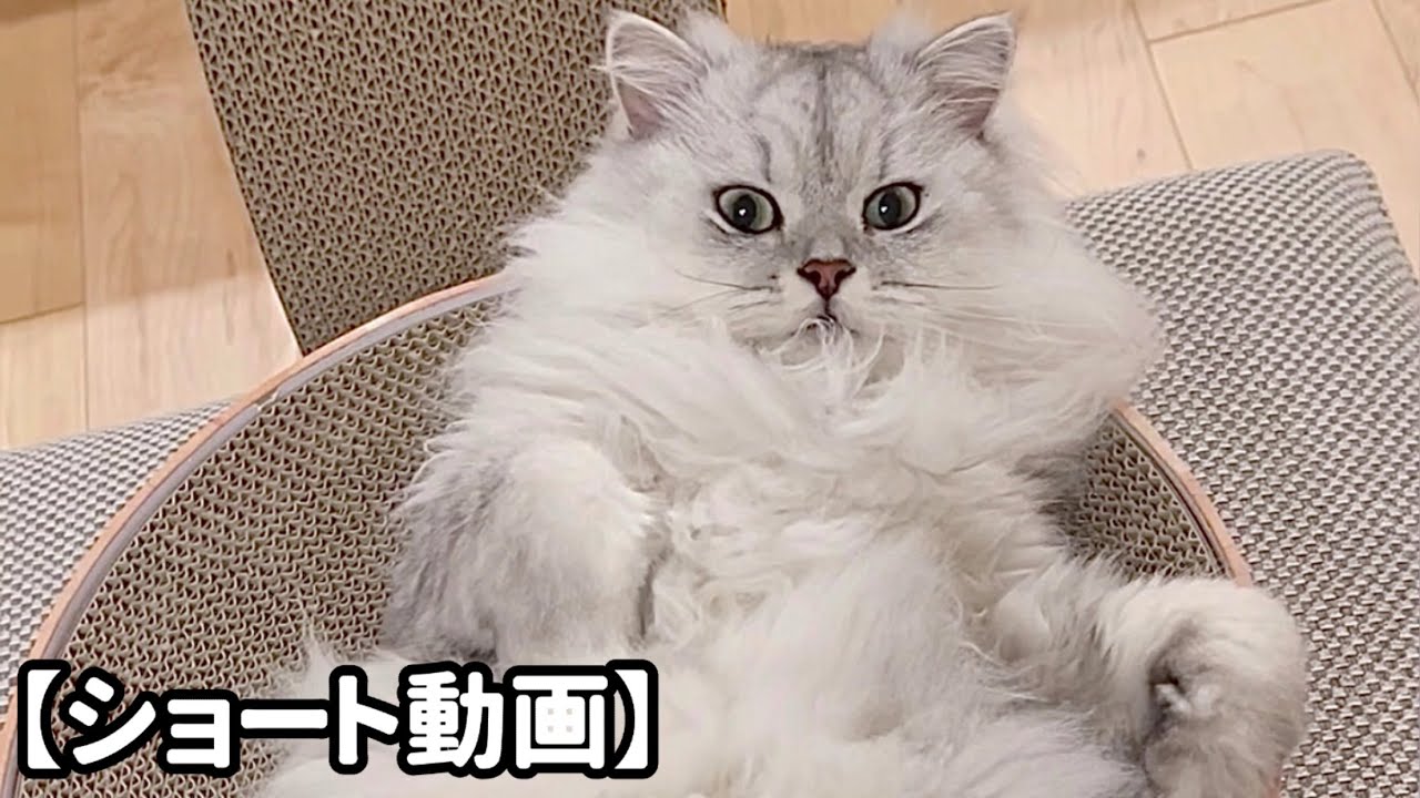無防備すぎる猫【サイベリアン】 #shorts