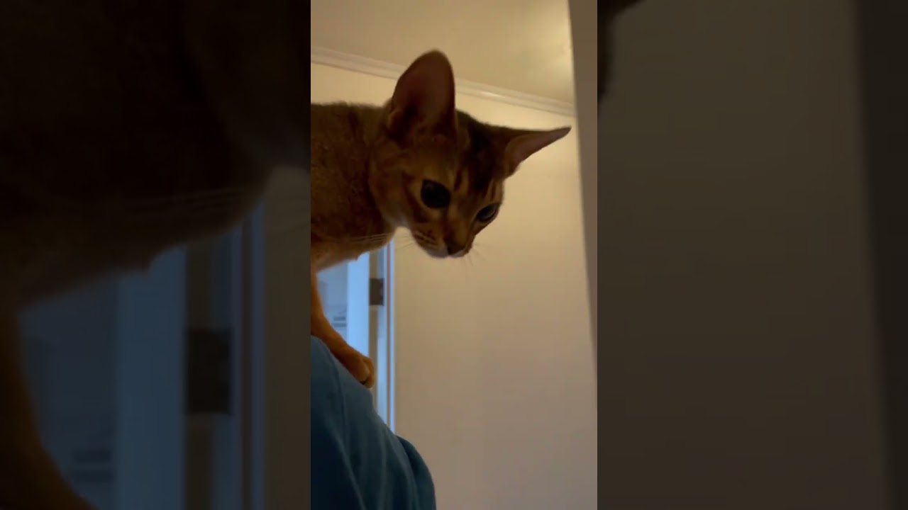 家の探索は肩の上で‥#子猫 #アビシニアン #shorts