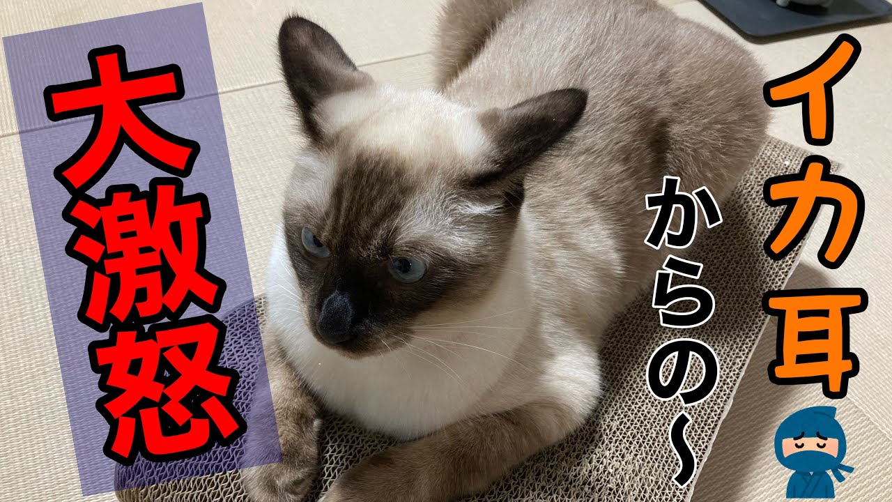 【シャム猫×イカ耳】大人しい猫が大激怒‼︎イカ耳はやっぱり怒ってる？おこげかわいい…。
