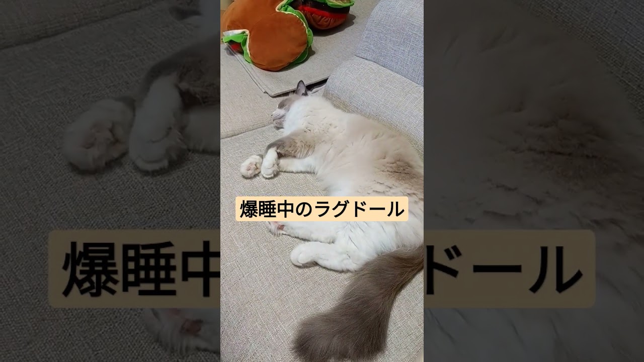 ラグドールが落ちてた