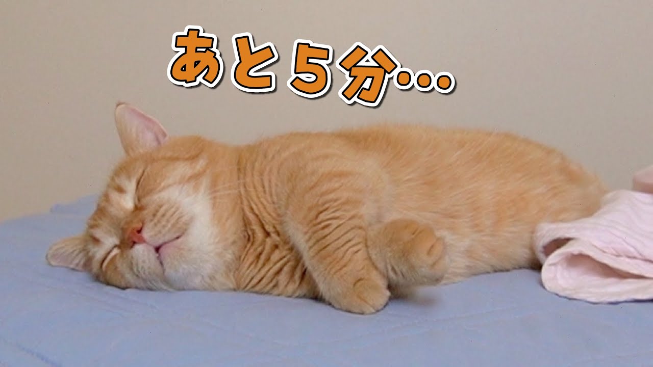 人間みたいな寝起きの悪さを見せる短足マンチカンが可愛すぎる！