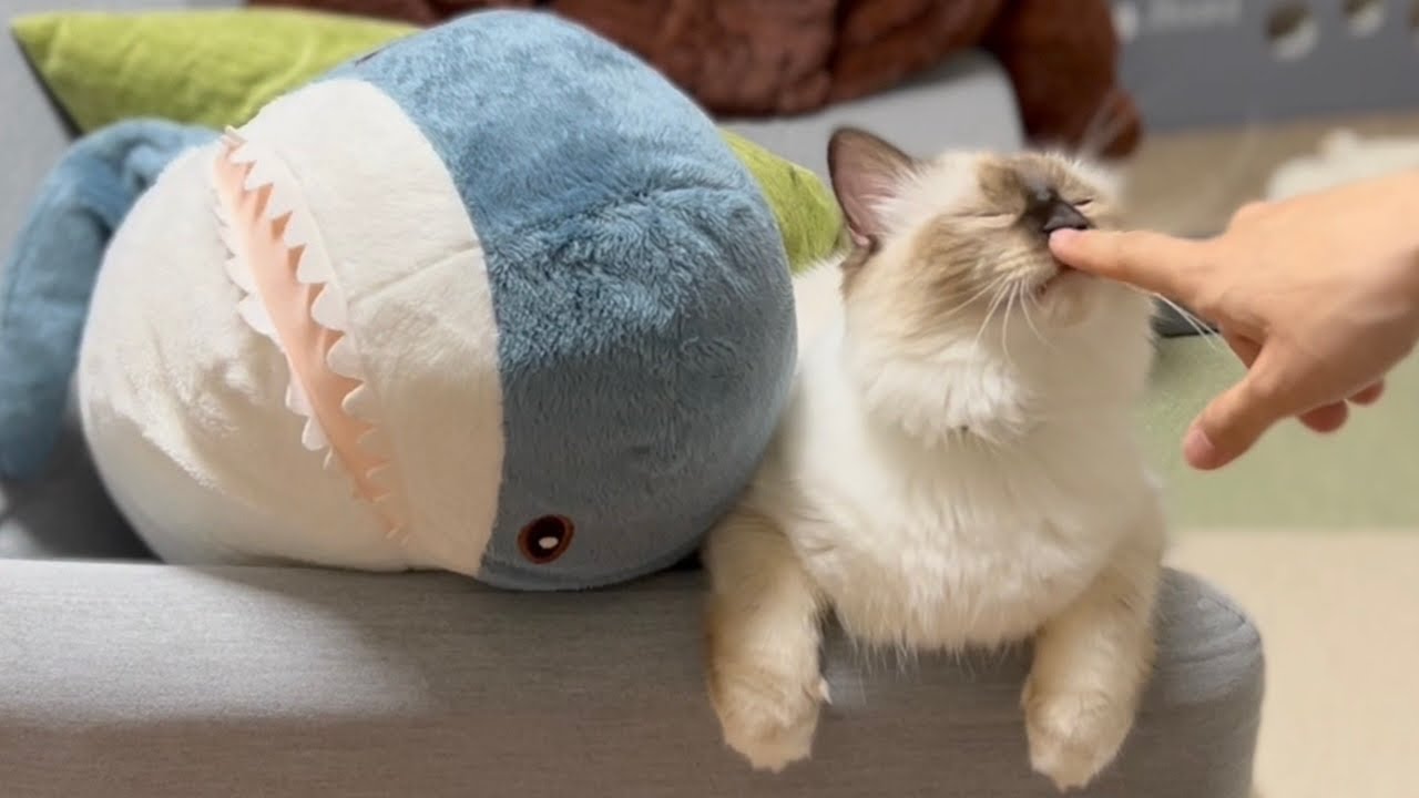 ソファーでリラックスする猫は見逃せません【バーマン】