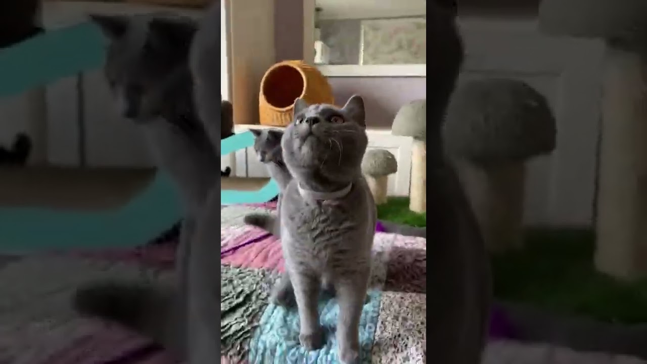 シャルトリュー 父猫はアメリカより迎えました