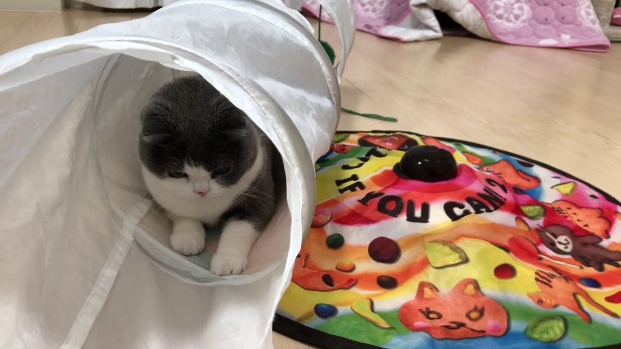 2019/02/27　セルカークレックスの梅子vol.338