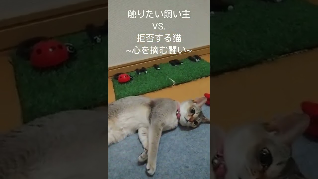 ツンデレなシンガプーラ猫　#shorts