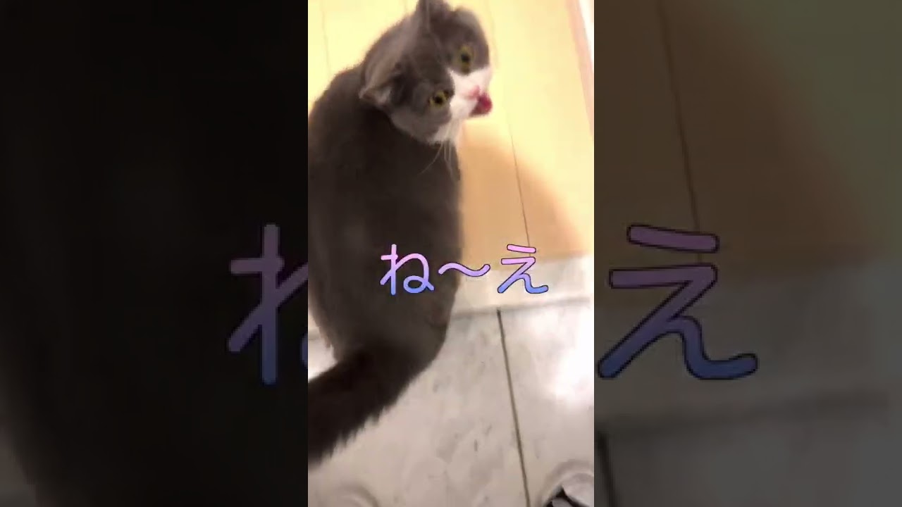 #shorts 主張強めなまるにゃ🐯✨✨ #猫 #cat #ブリティッシュショートヘア #britishshorthair #現場猫 #ハチワレ #猫の日常