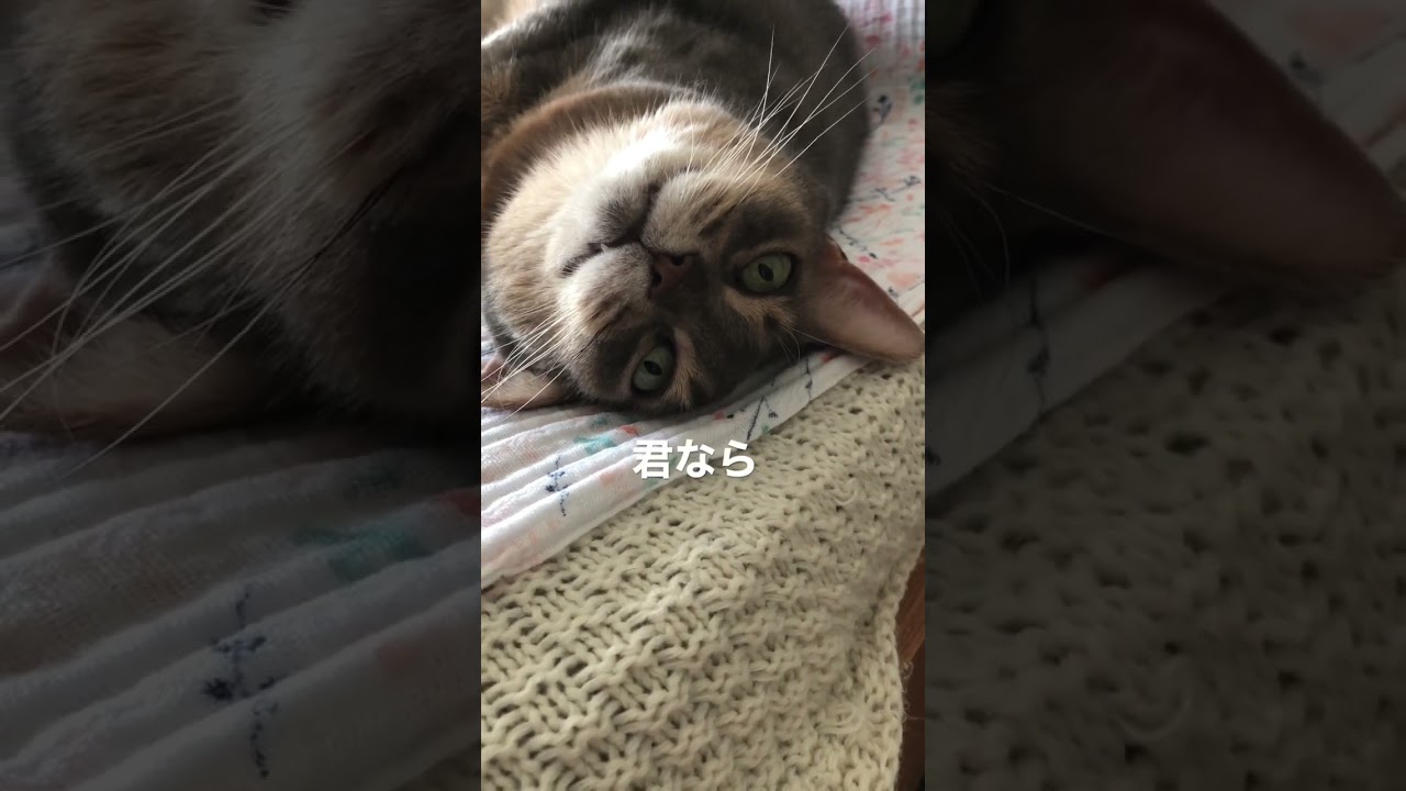 諦めないで！#shorts#猫動画#ノルウェージャンフォレストキャット#アビシニアン#まな猫