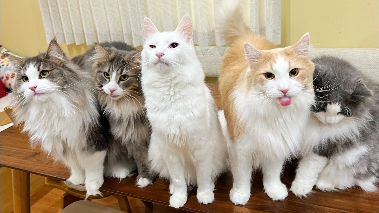 【もふ猫】ベッドで寝ているのは、どこの誰にゃ〜？？？