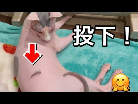 ドッキリをしかけてみた　スフィンクスほたて