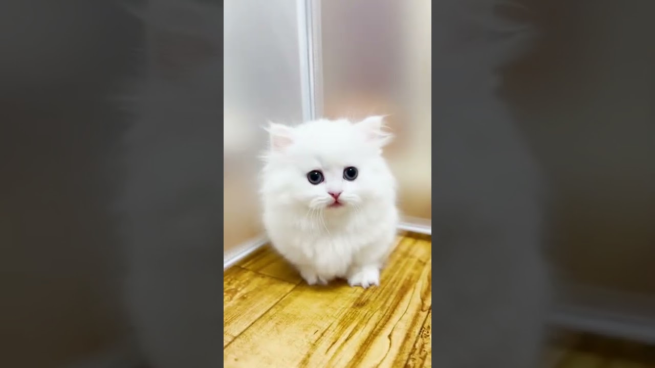 【子猫の成長記録】#shorts #ミヌエット #マンチカン #子猫