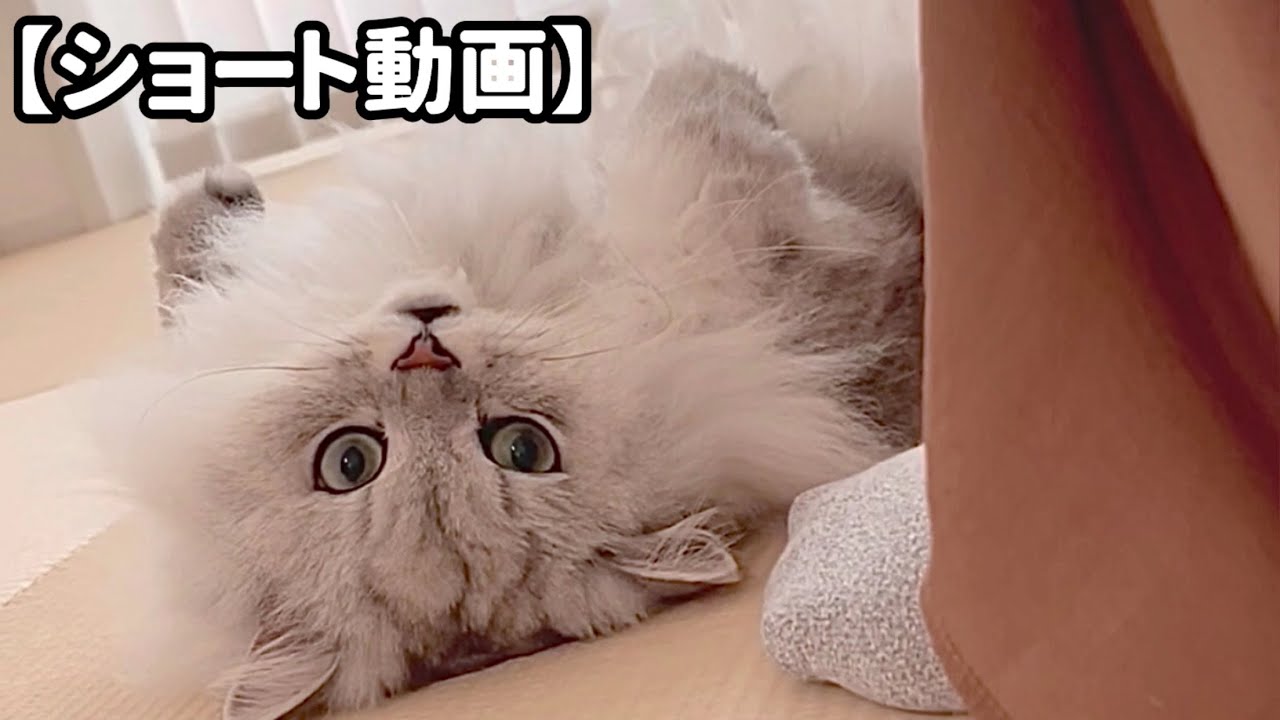 なぜか突然足にじゃれつく猫 【サイベリアン】 #Shorts