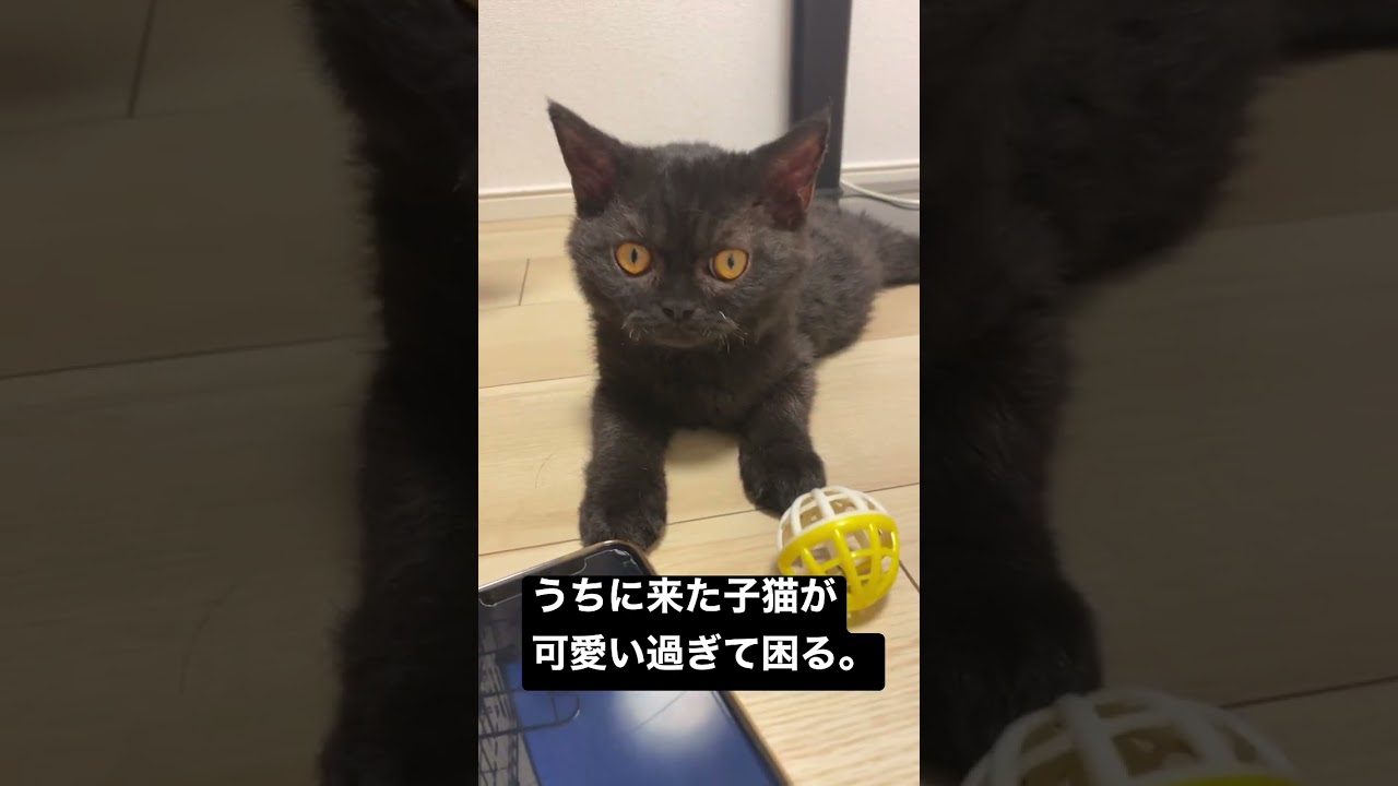 セルカークレックスって可愛いんやで。　#ネコ  #猫 #子猫 #セルカークレックス