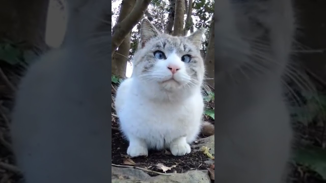 【cat】寄り目のシャム猫ちゃん