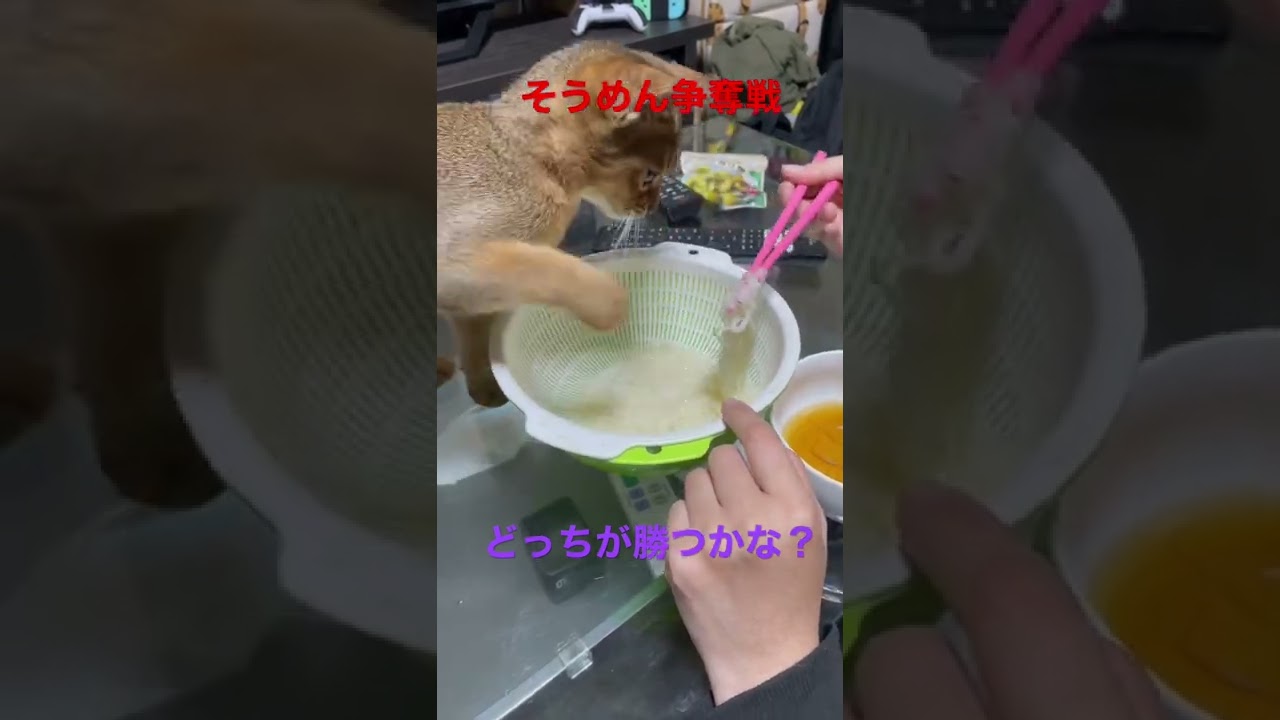 子猫vs人のそうめん争奪戦！！#アビシニアン #子猫　#shorts