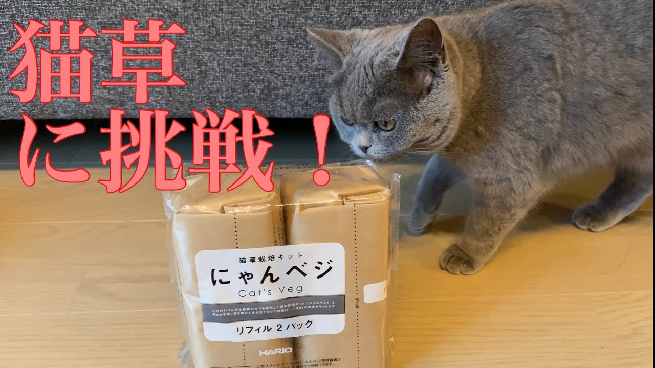 猫草に挑戦【ブリティッシュショートヘア】