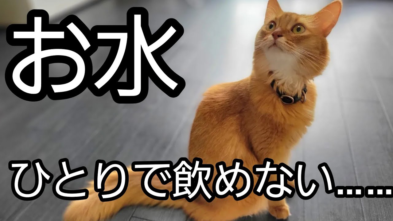 おみずひとりでのめない（設定の）ソマリ