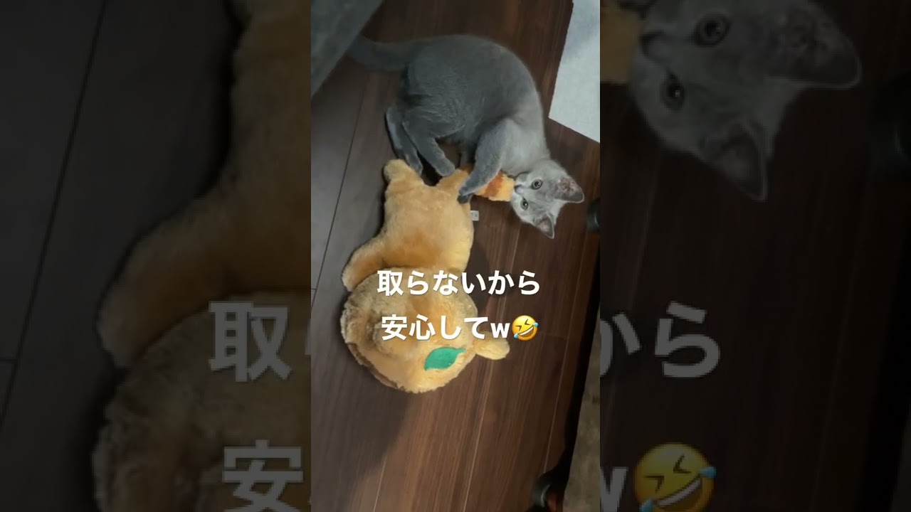 シャルトリューの仔猫はたぬきが大好きなようです #シャルトリュー #猫 #猫のいる暮らし #chartreux #けりけり #けりぐるみ