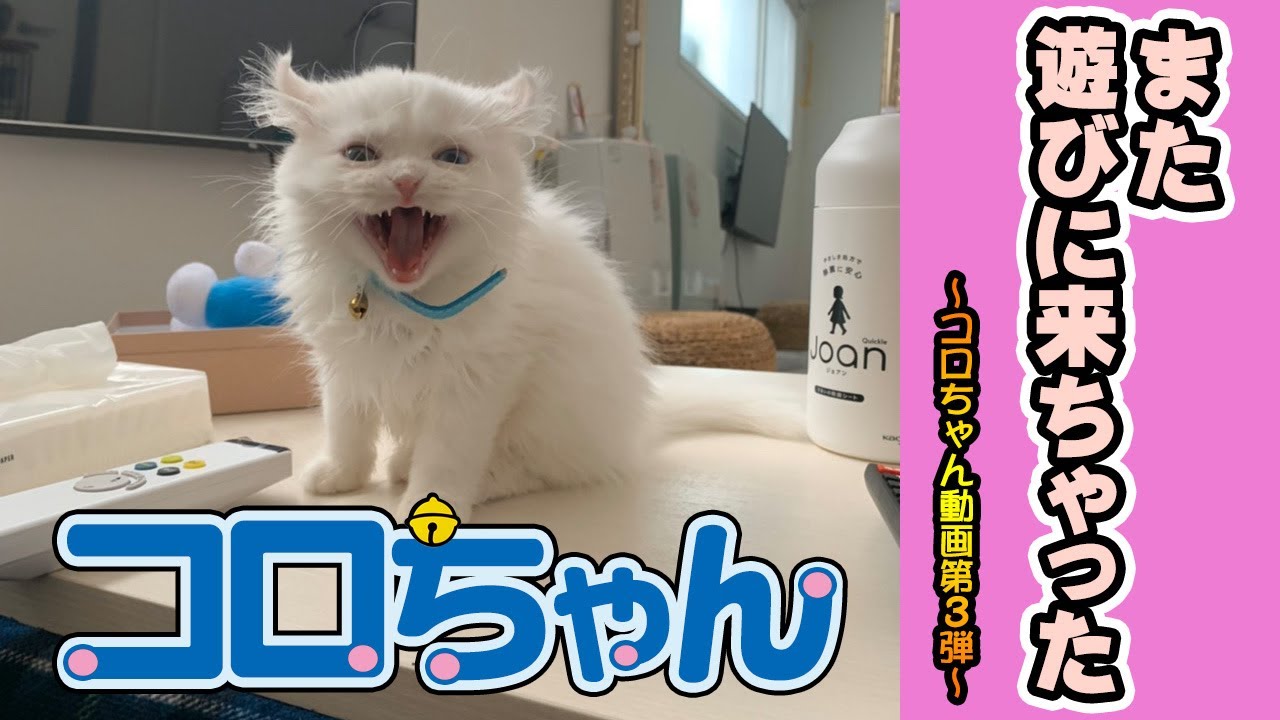 また遊びに来たよ！【アメリカンカール】