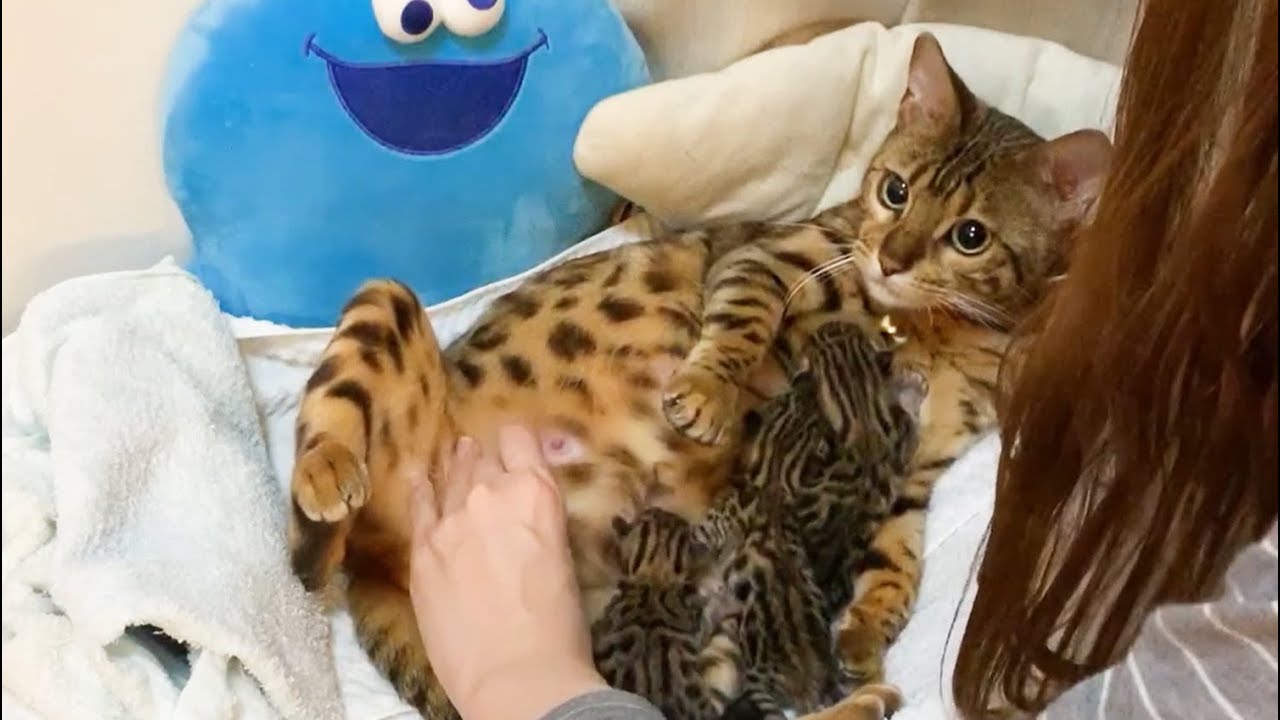 懐かしのベンガル子猫の産まれたて