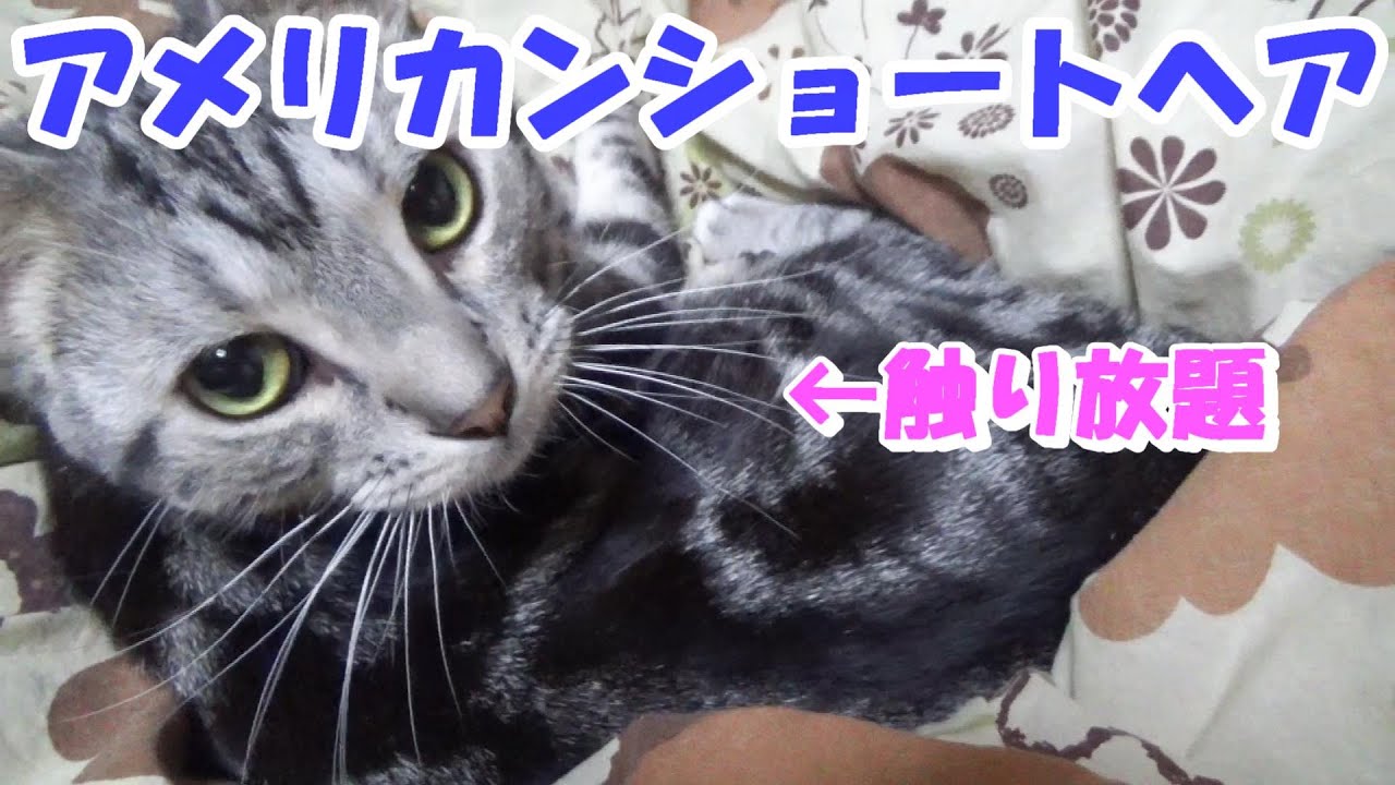 猫の触り放題幸せタイム（アメリカンショートヘア）