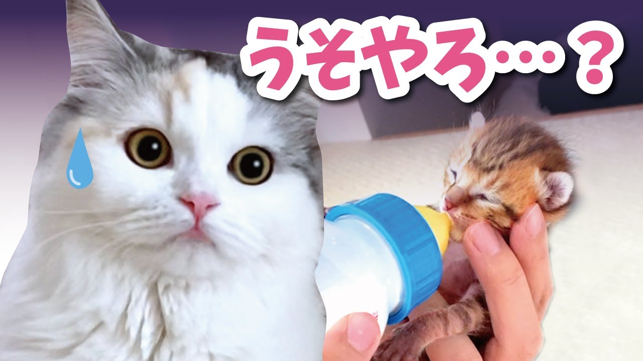 生後1週間の子猫がおウチにやってきた！？【おしゃべりする猫】