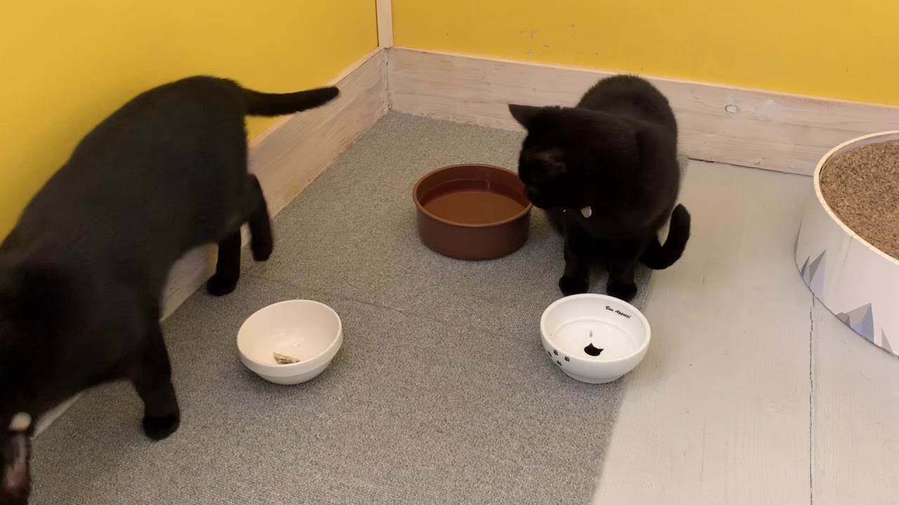 姉妹猫のごはんタイムに癒される！黒猫ボンベイ