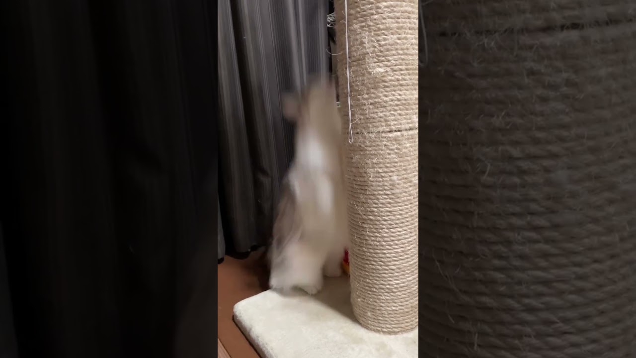 ノルウェージャンフォレストキャットのドヤ顔