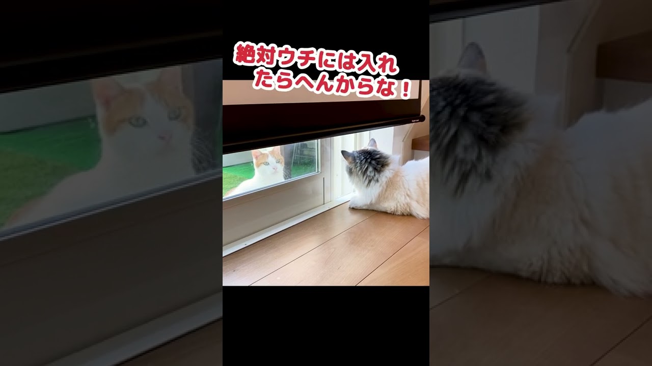 スコティッシュフォールド VS 野良猫！？ #Shorts
