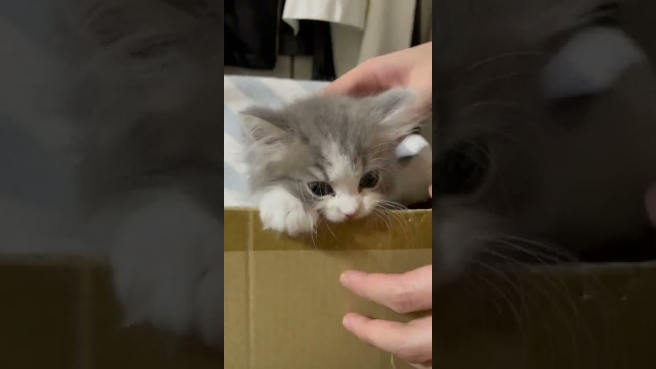 【ラガマフィン子猫】お家にきたばっかりの子猫が段ボールをがじがじするだけの動画