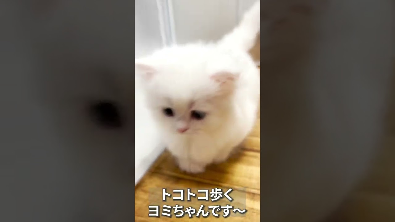 【子猫の成長記録】#shorts #ミヌエット #マンチカン #子猫