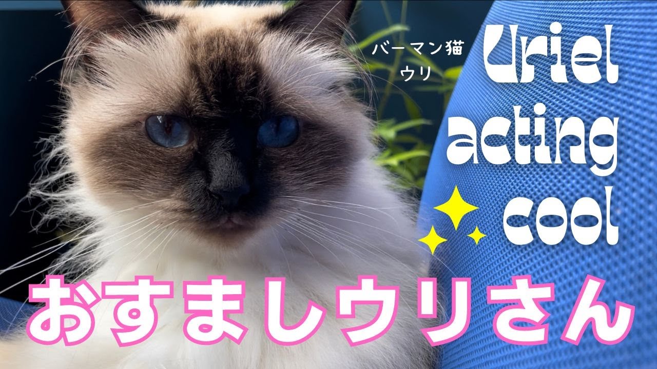 割といつも涼しい顔のバーマン猫【おすましウリさん】Uriel acting cool （バーマン猫）Birman/Cat
