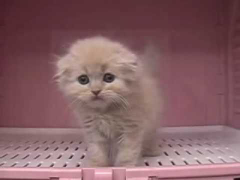 スコティッシュフォールド（ロング）