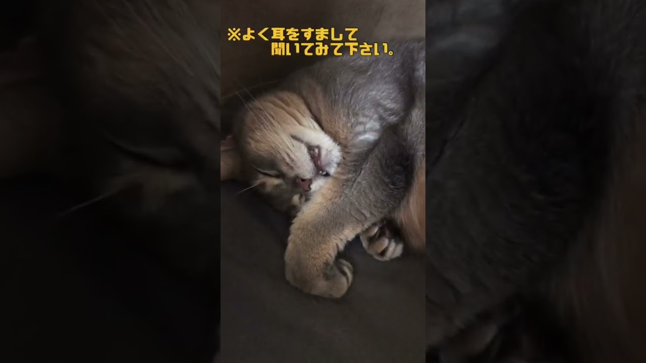 何の音！？#shorts#猫動画 #アビシニアン#猫#cat#まな猫