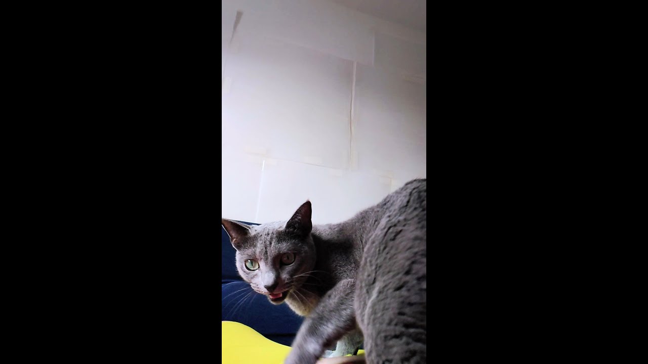 【猫動画】迫りくるロシアンブルー【russianbule】#shorts　Looming Russian Blue