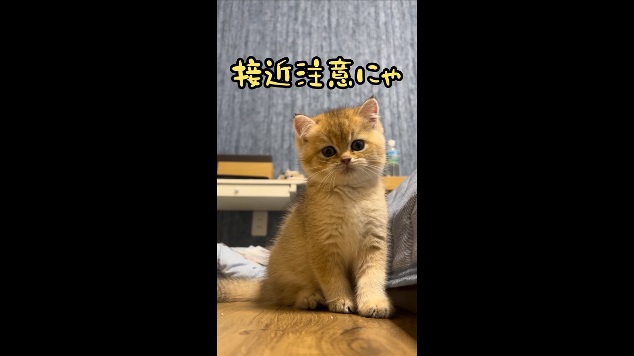 【ブリティッシュゴールデン】カメラ狙われる#shorts #ブリティッシュショートヘア