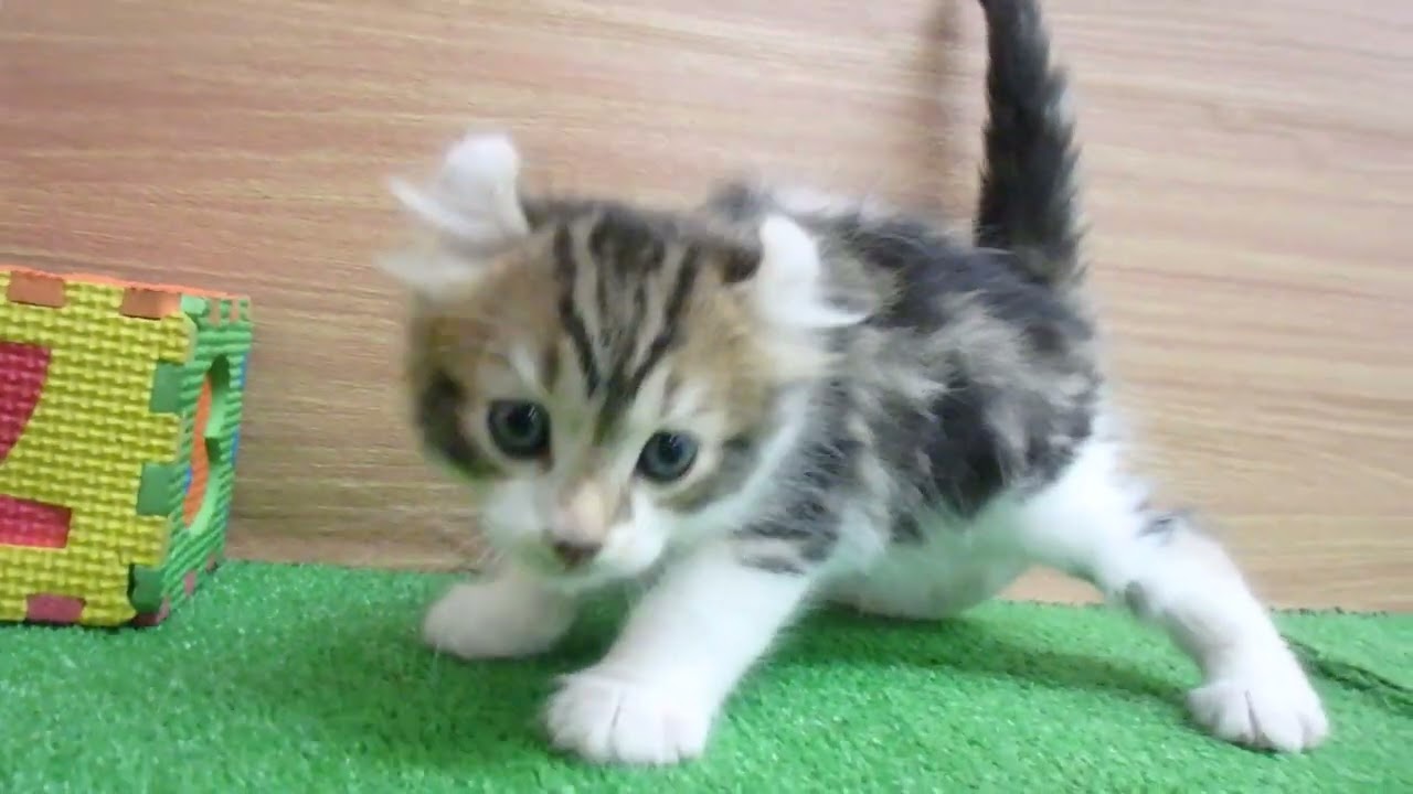 00582520 アメリカンカール