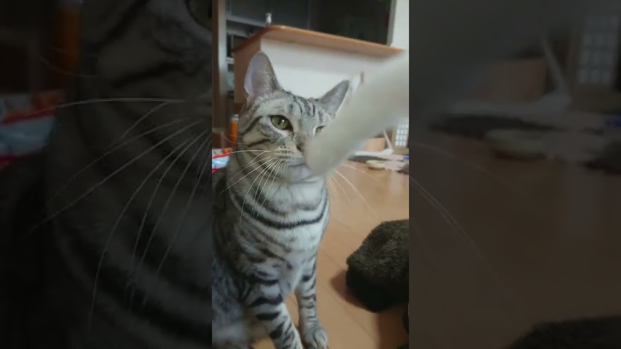 飼い主と遊んでくれるベンガル猫のあめ