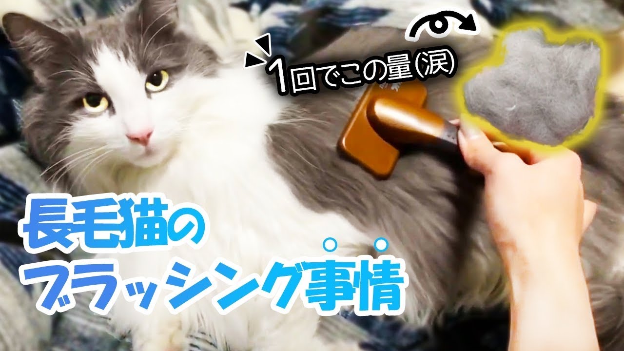 飼い主のブラッシングテクニックでうっとりする猫！【ノルウェージャンフォレストキャット】