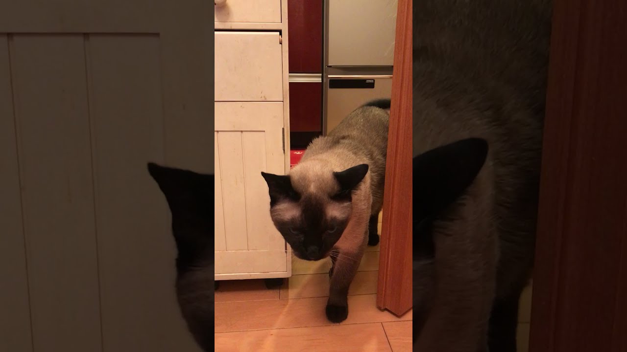 急ににらめっこを始めるシンガプーラとたぬき猫なのにゃ♪