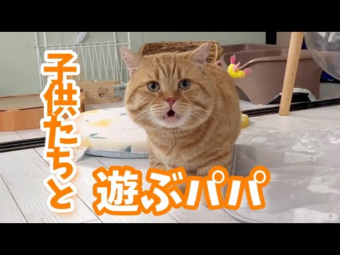 子猫たちと遊ぶマンチカンの茶々パパ💓