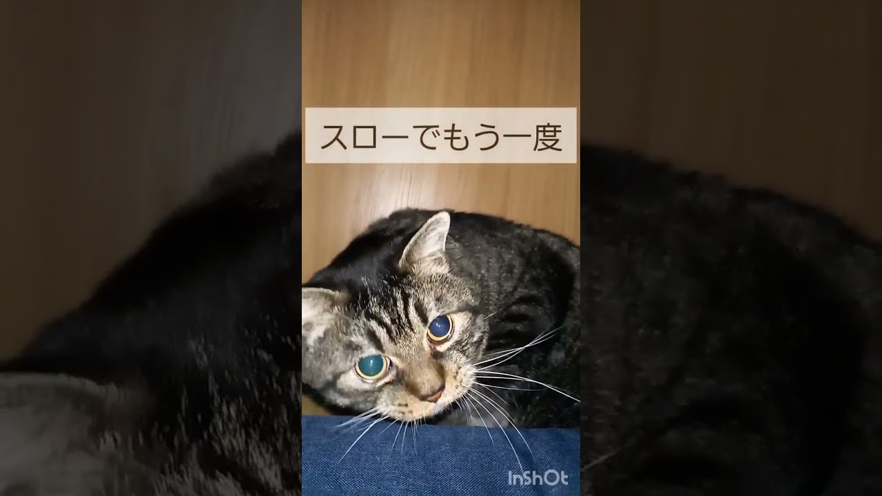 またまた猫パンチ炸裂！左ジャブからのワンツー！/オンライン日本語教師がお届けする日本！の猫