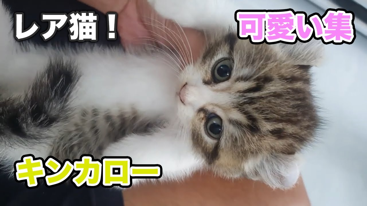 【キンカロー】日本ではレア猫！短い足の遺伝子を受け継ぎし、可愛い集【子猫】