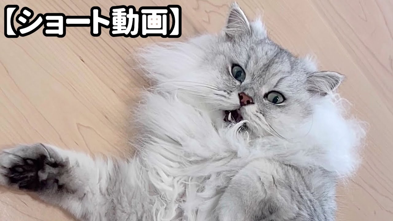 起き上がるのに足場が定まらない猫 【サイベリアン】 #Shorts