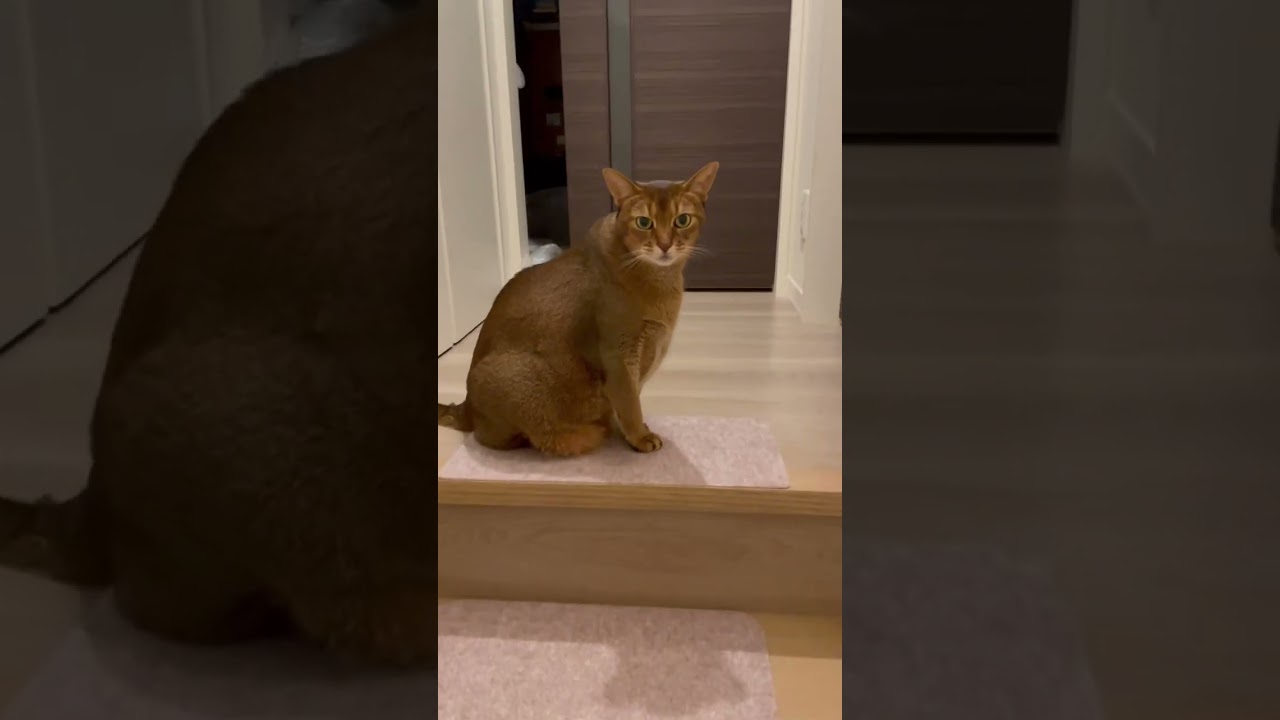 ルル　お出迎えしてくれる　アビシニアン　#3