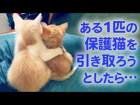 一緒に保護された子猫たち。その絆が飼い主さんの心を動かした…！