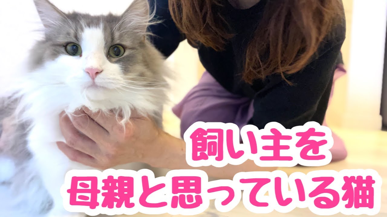飼い主を母親だと思って育った猫の行動はこんなふうになります★ノルウェージャンフォレストキャットと保護猫の日常