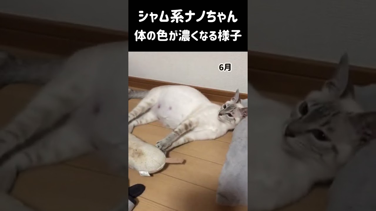 【シャム系猫】背中や腰の毛色が濃くなってきた…！