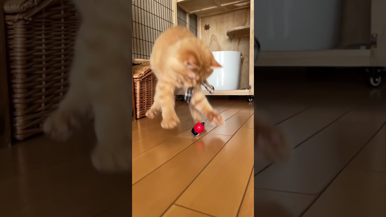 #shorts #ラガマフィン #猫 スーパージャンプ！