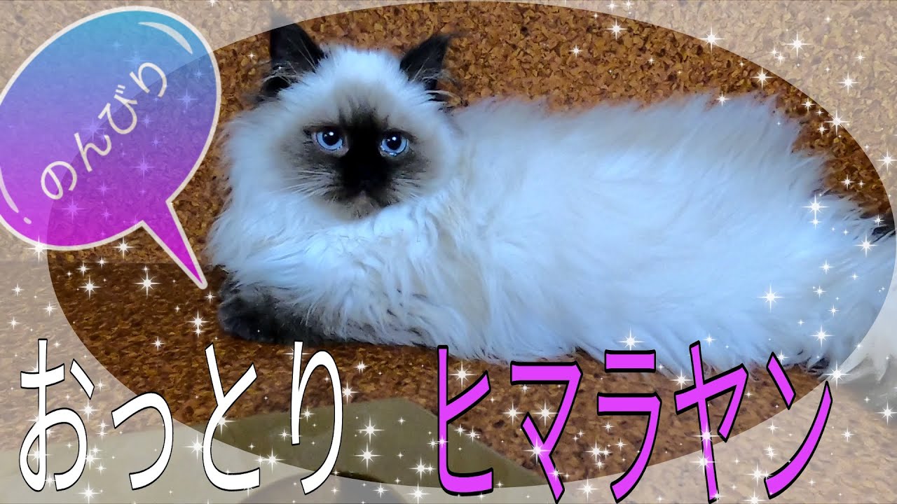 【ヒマラヤン】シールポイント・可愛い☆★癒やしの子犬子猫チャンネル★☆